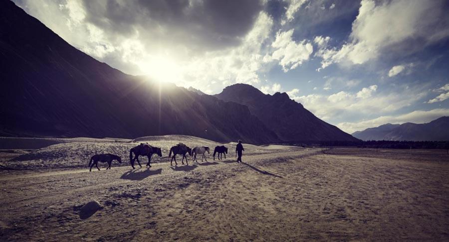 Chamba Camp Diskit Nubra Exterior foto